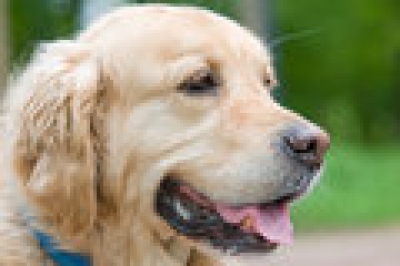 A loving owner will keep his pet safe from heat stroke